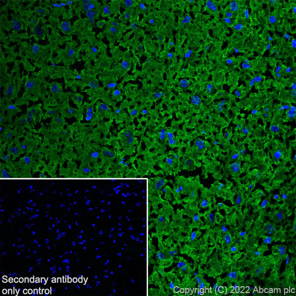 Immunohistochemistry (Frozen sections) - Anti-Sodium/potassium-transporting ATPase (pan alpha subunit) antibody [EPR25414-249]-BSA&Azide free (AB300508)