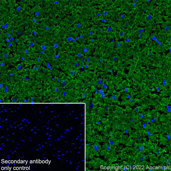 Immunohistochemistry (Frozen sections) - Anti-Sodium/potassium-transporting ATPase (pan alpha subunit) antibody [EPR25414-249]-BSA&Azide free (AB300508)