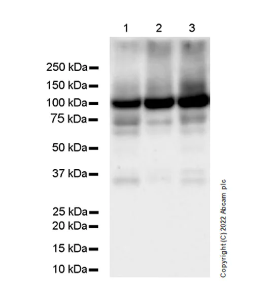 Western blot - Anti-Sodium/potassium-transporting ATPase (pan alpha subunit) antibody [EPR25414-249]-BSA&Azide free (AB300508)