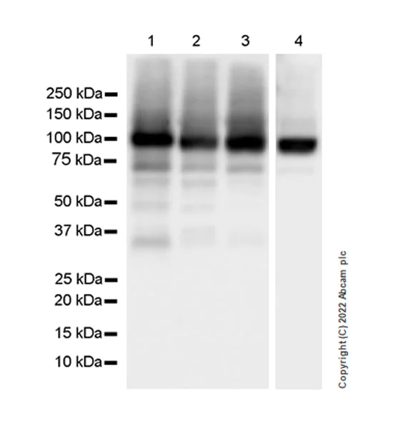 Western blot - Anti-Sodium/potassium-transporting ATPase (pan alpha subunit) antibody [EPR25414-249]-BSA&Azide free (AB300508)