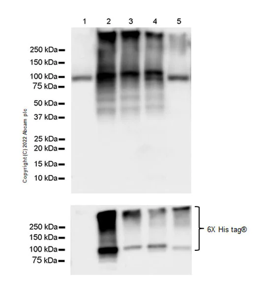 Western blot - Anti-Sodium/potassium-transporting ATPase (pan alpha subunit) antibody [EPR25414-249]-BSA&Azide free (AB300508)