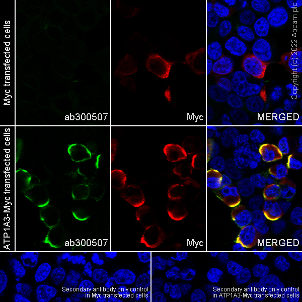 Immunocytochemistry/ Immunofluorescence - Anti-Sodium/potassium-transporting ATPase (pan alpha subunit) antibody [EPR25414-249] (ab300507), expandable thumbnail