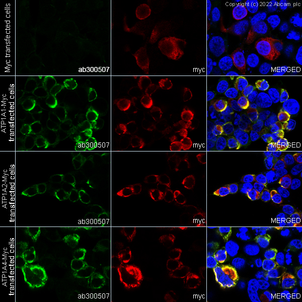 Immunocytochemistry/ Immunofluorescence - Anti-Sodium/potassium-transporting ATPase (pan alpha subunit) antibody [EPR25414-249] (ab300507), expandable thumbnail