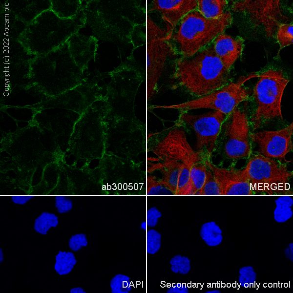 Immunocytochemistry/ Immunofluorescence - Anti-Sodium/potassium-transporting ATPase (pan alpha subunit) antibody [EPR25414-249] (ab300507), expandable thumbnail