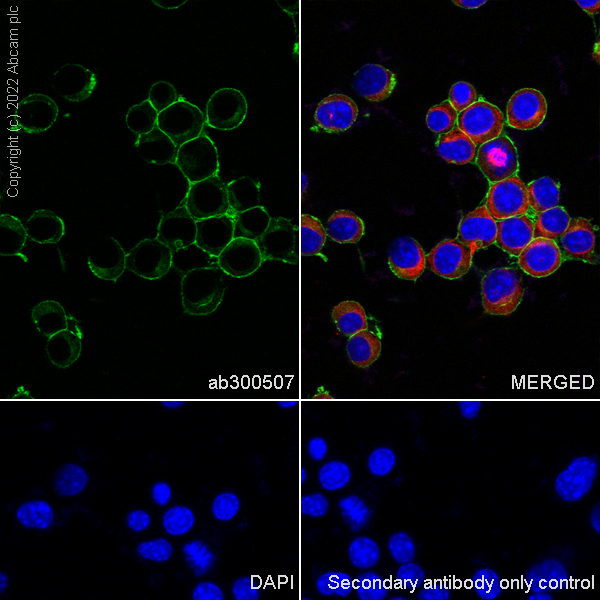 Immunocytochemistry/ Immunofluorescence - Anti-Sodium/potassium-transporting ATPase (pan alpha subunit) antibody [EPR25414-249] (ab300507), expandable thumbnail