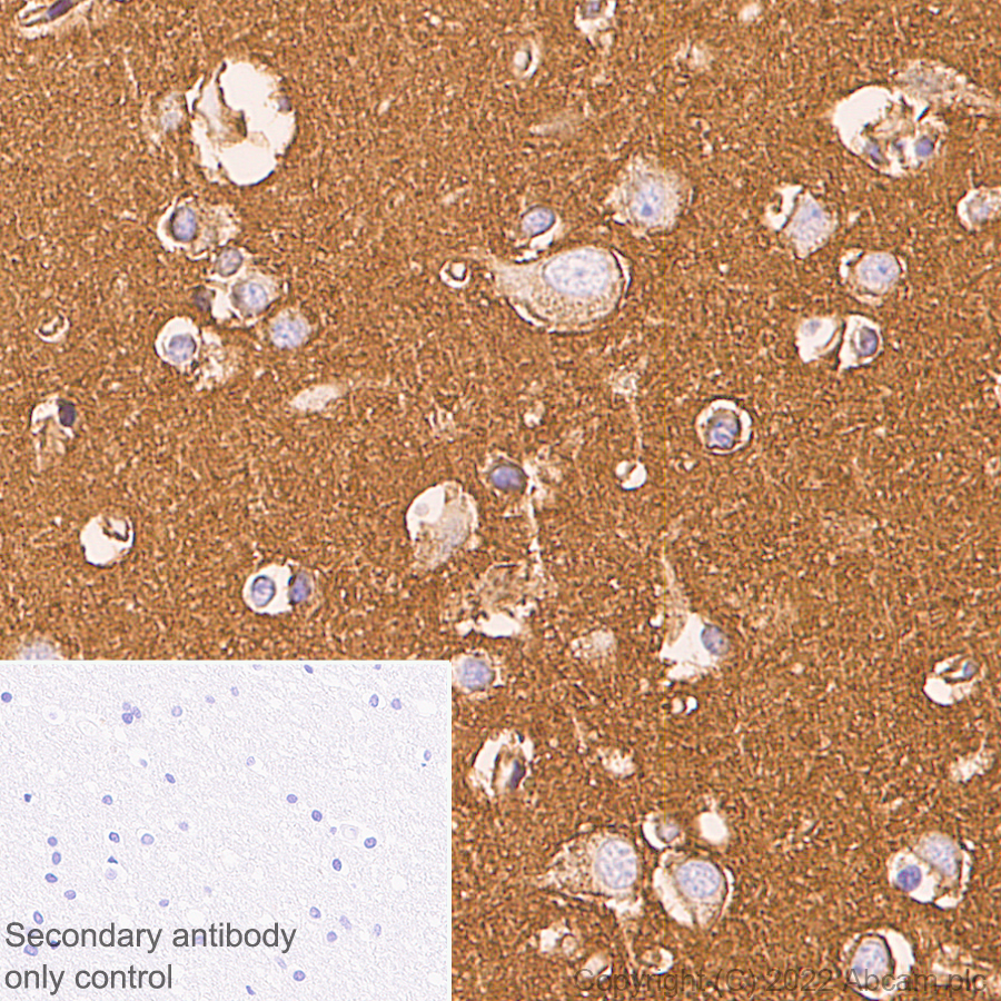 Immunohistochemistry (Formalin/PFA-fixed paraffin-embedded sections) - Anti-Sodium/potassium-transporting ATPase (pan alpha subunit) antibody [EPR25414-249] (ab300507), expandable thumbnail