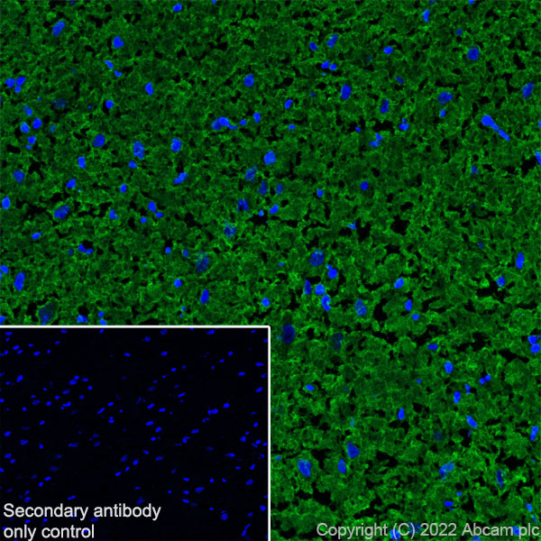 Immunohistochemistry (Frozen sections) - Anti-Sodium/potassium-transporting ATPase (pan alpha subunit) antibody [EPR25414-249] (AB300507), expandable thumbnail