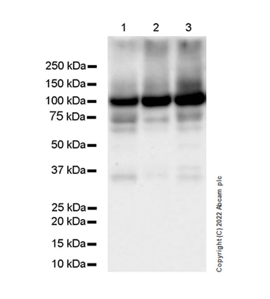Western blot - Anti-Sodium/potassium-transporting ATPase (pan alpha subunit) antibody [EPR25414-249] - Plasma Membrane Loading Control (AB300507), expandable thumbnail