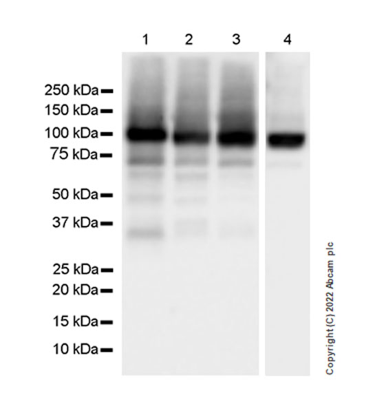 Western blot - Anti-Sodium/potassium-transporting ATPase (pan alpha subunit) antibody [EPR25414-249] - Plasma Membrane Loading Control (AB300507), expandable thumbnail
