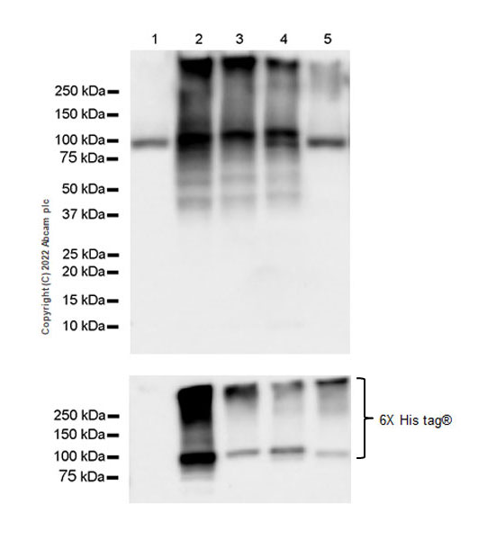 Western blot - Anti-Sodium/potassium-transporting ATPase (pan alpha subunit) antibody [EPR25414-249] - Plasma Membrane Loading Control (AB300507), expandable thumbnail