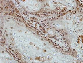 Immunohistochemistry (Formalin/PFA-fixed paraffin-embedded sections) - Anti-Sohlh2 antibody (AB101402), expandable thumbnail