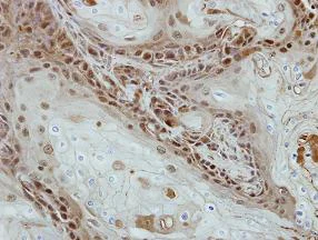 Immunohistochemistry (Formalin/PFA-fixed paraffin-embedded sections) - Anti-Sohlh2 antibody (AB101402)