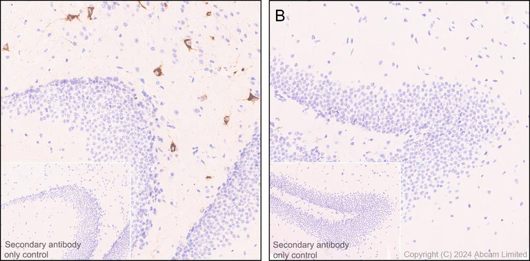 Immunohistochemistry (Formalin/PFA-fixed paraffin-embedded sections) - Anti-Somatostatin 28 antibody [EPR3359(2)] (AB111912)
