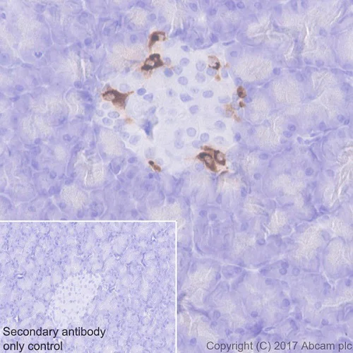 Immunohistochemistry (Formalin/PFA-fixed paraffin-embedded sections) - Anti-Somatostatin 28 antibody [EPR3359(2)] (AB111912)
