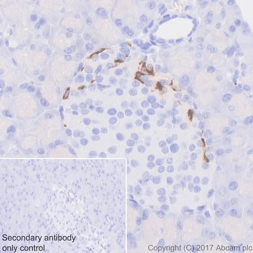 Immunohistochemistry (Formalin/PFA-fixed paraffin-embedded sections) - Anti-Somatostatin 28 antibody [EPR3359(2)] (AB111912)