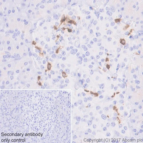 Immunohistochemistry (Formalin/PFA-fixed paraffin-embedded sections) - Anti-Somatostatin 28 antibody [EPR3359(2)] (AB111912)