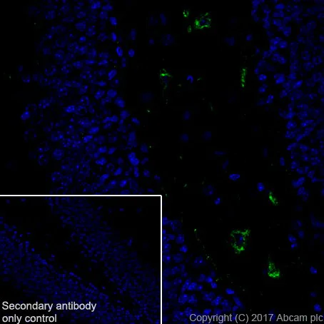 Immunohistochemistry (Frozen sections) - Anti-Somatostatin 28 antibody [EPR3359(2)] (AB111912)