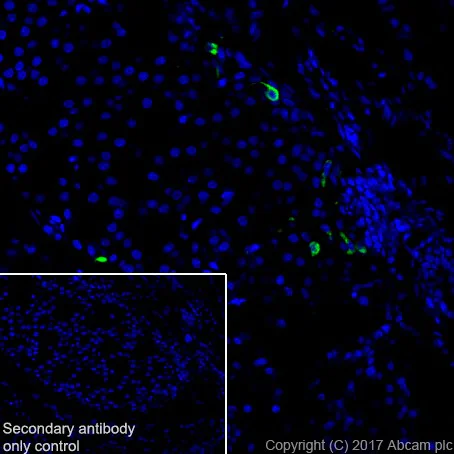 Immunohistochemistry (Frozen sections) - Anti-Somatostatin 28 antibody [EPR3359(2)] (AB111912)
