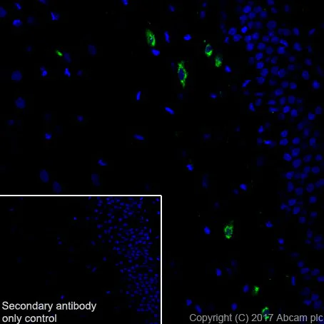 Immunohistochemistry (Frozen sections) - Anti-Somatostatin 28 antibody [EPR3359(2)] (AB111912)