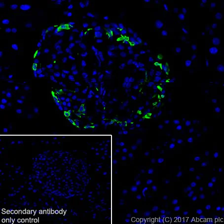 Immunohistochemistry (Frozen sections) - Anti-Somatostatin 28 antibody [EPR3359(2)] (AB111912)