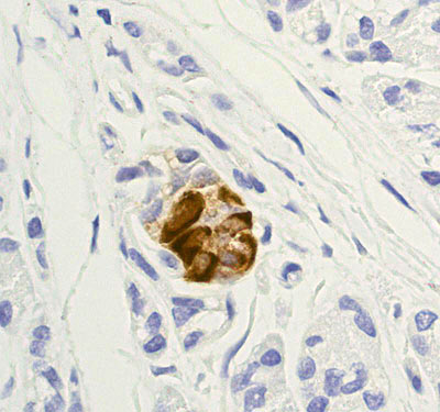 Immunohistochemistry (Formalin/PFA-fixed paraffin-embedded sections) - Anti-Somatostatin 28 antibody [EPR3359(2)] - BSA and Azide free (AB227422)