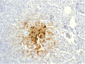 Immunohistochemistry (Formalin/PFA-fixed paraffin-embedded sections) - Anti-Somatostatin 28 antibody [EPR3360(2)] (AB111050), expandable thumbnail