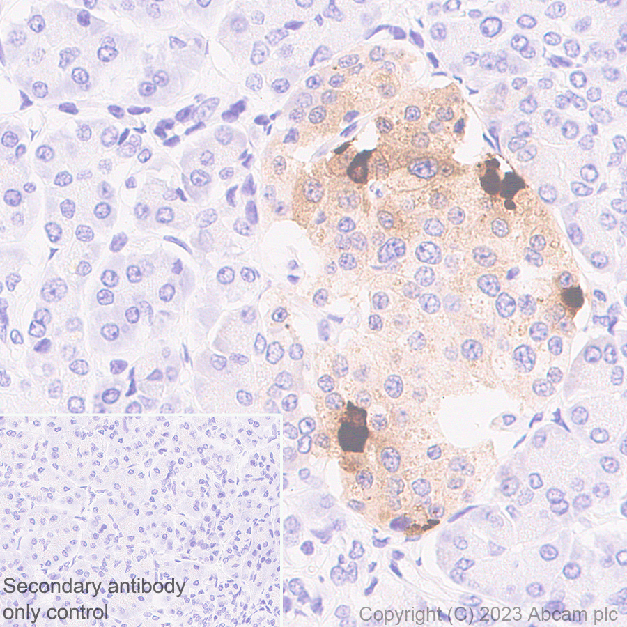 Immunohistochemistry (Formalin/PFA-fixed paraffin-embedded sections) - Anti-Somatostatin 28 antibody [RM1087] - BSA and Azide free (ab315107), expandable thumbnail
