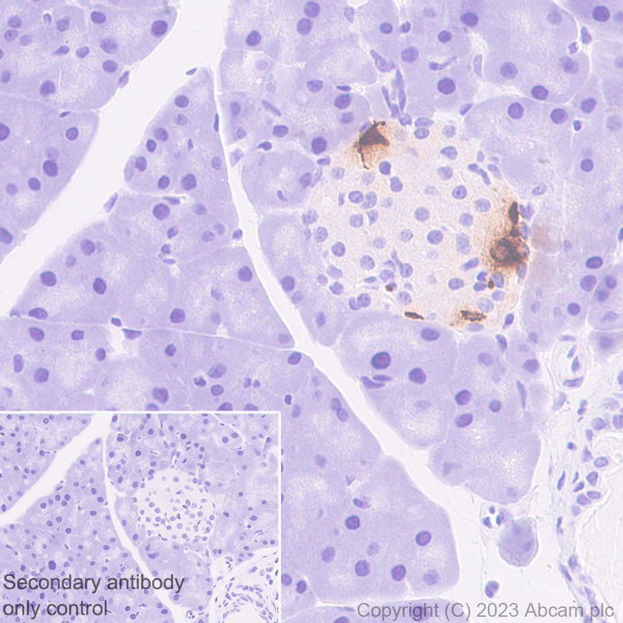 Immunohistochemistry (Formalin/PFA-fixed paraffin-embedded sections) - Anti-Somatostatin 28 antibody [RM1087] - BSA and Azide free (ab315107), expandable thumbnail
