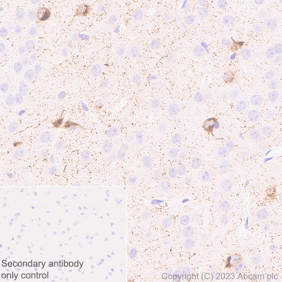 Immunohistochemistry (Formalin/PFA-fixed paraffin-embedded sections) - Anti-Somatostatin 28 antibody [RM1087] - BSA and Azide free (ab315107), expandable thumbnail