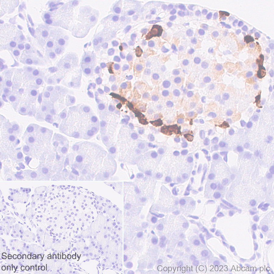 Immunohistochemistry (Formalin/PFA-fixed paraffin-embedded sections) - Anti-Somatostatin 28 antibody [RM1087] - BSA and Azide free (ab315107), expandable thumbnail