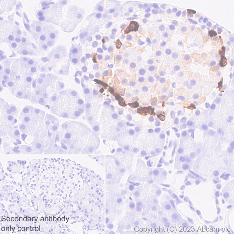 Immunohistochemistry (Formalin/PFA-fixed paraffin-embedded sections) - Anti-Somatostatin 28 antibody [RM1087] - BSA and Azide free (AB315107)