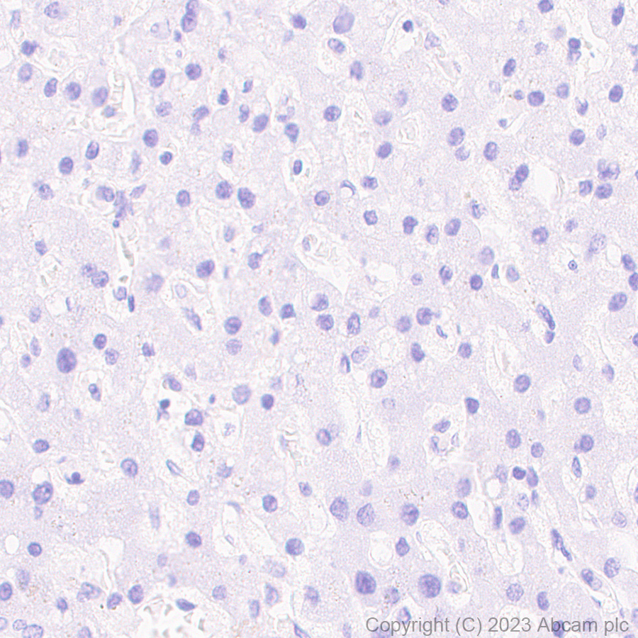 Immunohistochemistry (Formalin/PFA-fixed paraffin-embedded sections) - Anti-Somatostatin 28 antibody [RM1087] - BSA and Azide free (ab315107), expandable thumbnail