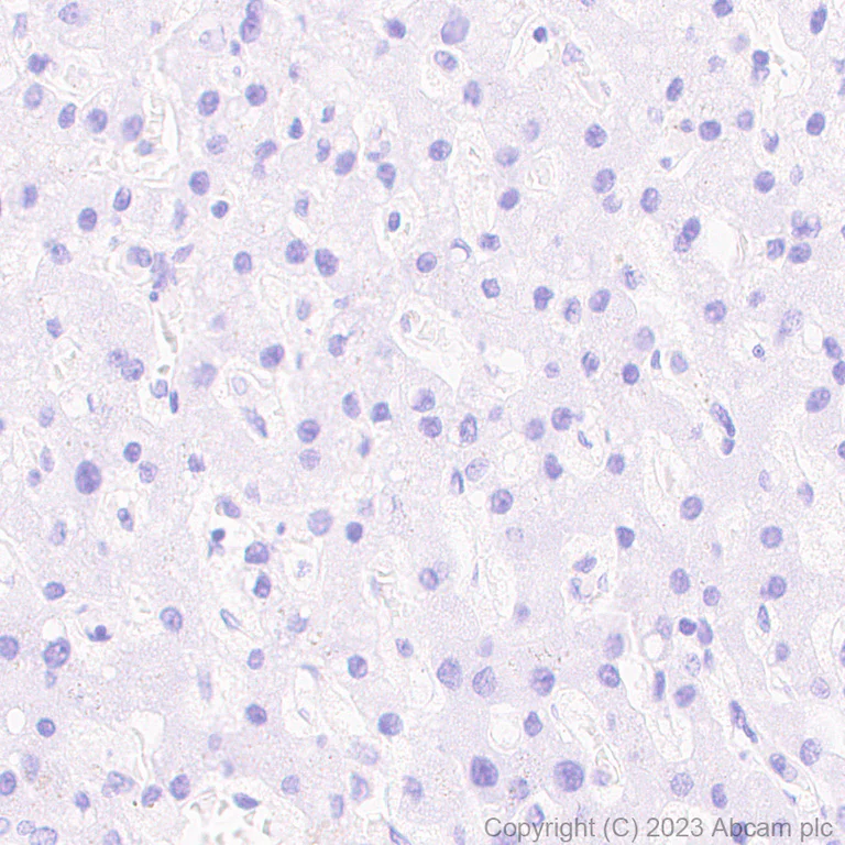 Immunohistochemistry (Formalin/PFA-fixed paraffin-embedded sections) - Anti-Somatostatin 28 antibody [RM1087] - BSA and Azide free (AB315107)