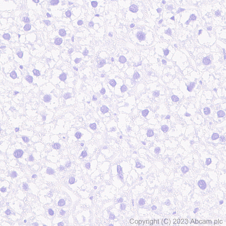 Immunohistochemistry (Formalin/PFA-fixed paraffin-embedded sections) - Anti-Somatostatin 28 antibody [RM1087] - BSA and Azide free (AB315107), expandable thumbnail