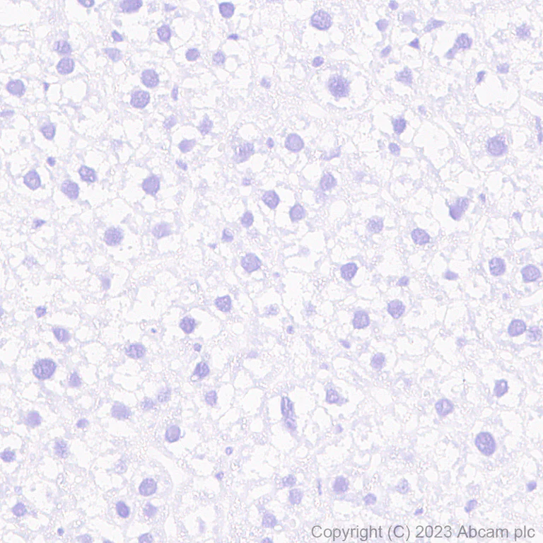 Immunohistochemistry (Formalin/PFA-fixed paraffin-embedded sections) - Anti-Somatostatin 28 antibody [RM1087] - BSA and Azide free (AB315107)