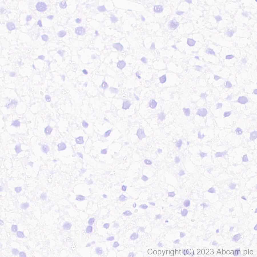 Immunohistochemistry (Formalin/PFA-fixed paraffin-embedded sections) - Anti-Somatostatin 28 antibody [RM1087] - BSA and Azide free (AB315107), expandable thumbnail