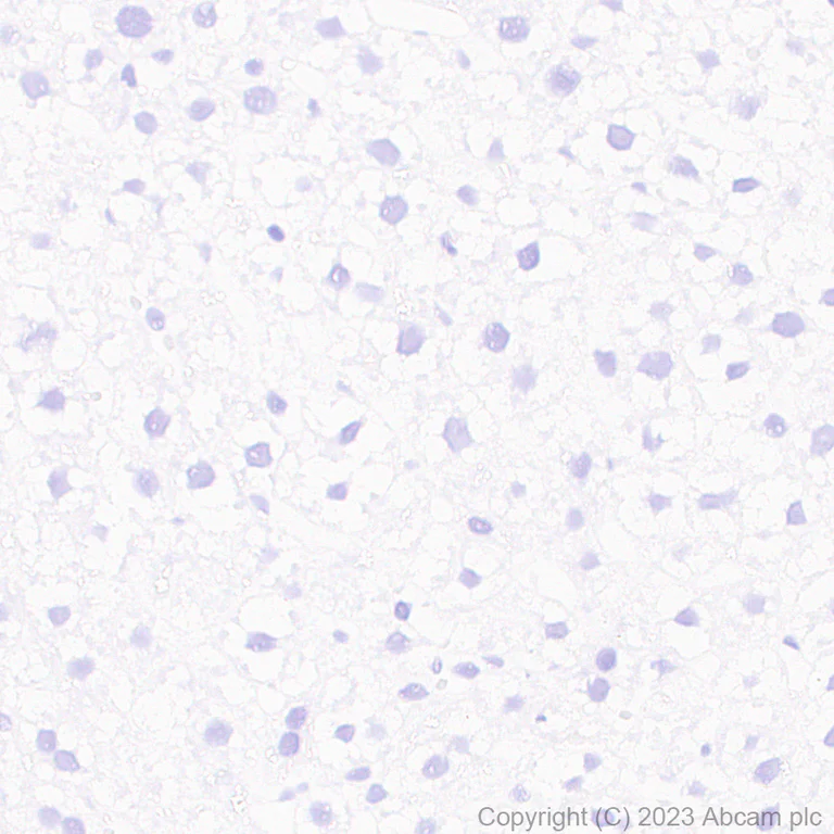 Immunohistochemistry (Formalin/PFA-fixed paraffin-embedded sections) - Anti-Somatostatin 28 antibody [RM1087] - BSA and Azide free (AB315107)