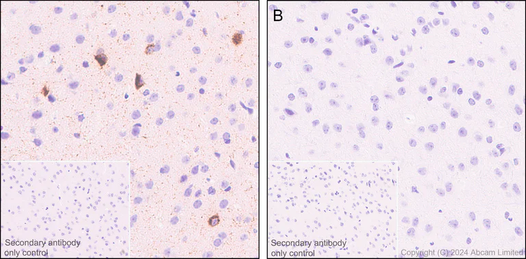 Immunohistochemistry (Formalin/PFA-fixed paraffin-embedded sections) - Anti-Somatostatin 28 antibody [RM1087] - BSA and Azide free (AB315107)