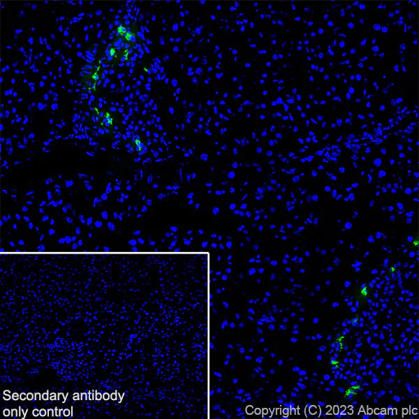 Immunohistochemistry (Frozen sections) - Anti-Somatostatin 28 antibody [RM1087] - BSA and Azide free (AB315107)