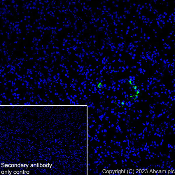 Immunohistochemistry (Frozen sections) - Anti-Somatostatin 28 antibody [RM1087] - BSA and Azide free (AB315107)