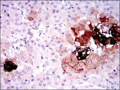 Immunohistochemistry (Formalin/PFA-fixed paraffin-embedded sections) - Anti-Somatostatin antibody [7G5] (AB140665)