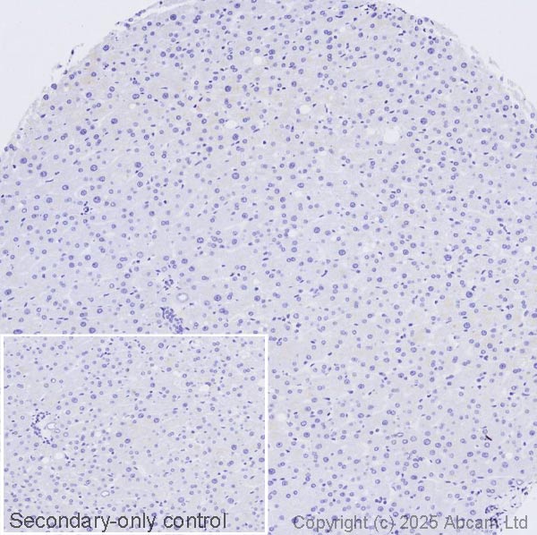 Immunohistochemistry (Formalin/PFA-fixed paraffin-embedded sections) - Anti-Somatostatin antibody [EPR28867-88] (AB323915), expandable thumbnail