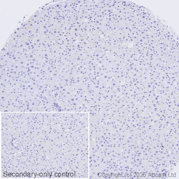 Immunohistochemistry (Formalin/PFA-fixed paraffin-embedded sections) - Anti-Somatostatin antibody [EPR28867-88] (AB323915)