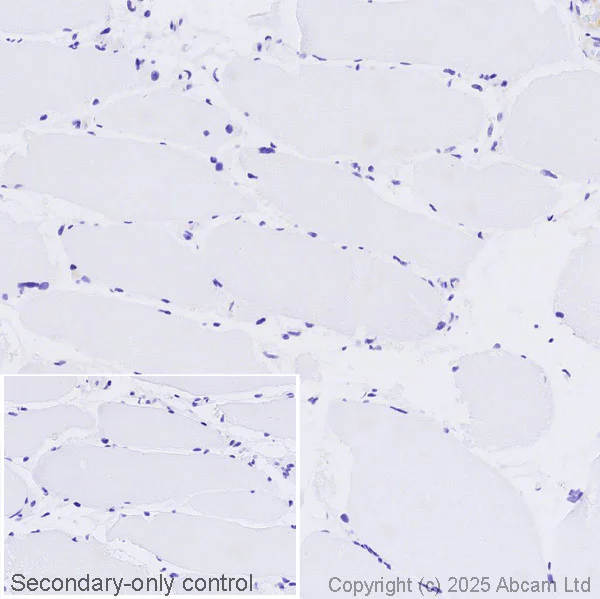 Immunohistochemistry (Formalin/PFA-fixed paraffin-embedded sections) - Anti-Somatostatin antibody [EPR28867-88] (AB323915)
