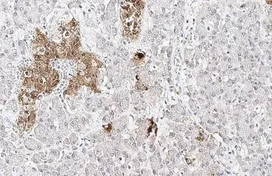 Immunohistochemistry (Formalin/PFA-fixed paraffin-embedded sections) - Anti-Somatostatin antibody [HL1101] (AB307803)