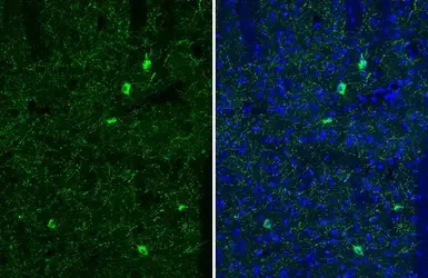 Immunohistochemistry (Frozen sections) - Anti-Somatostatin antibody [HL1101] (AB307803)