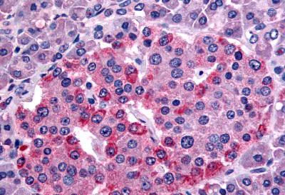 Immunohistochemistry (Formalin/PFA-fixed paraffin-embedded sections) - Anti-Somatostatin Receptor 1/SSTR1 antibody (AB140945)