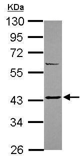 Western blot - Anti-Somatostatin Receptor 2 antibody - C-terminal (AB229007)