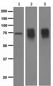Western blot - Anti-Somatostatin Receptor 2 antibody [UMB1] - C-terminal (ab134152), expandable thumbnail