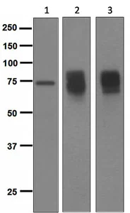 Western blot - Anti-Somatostatin Receptor 2 antibody [UMB1] - C-terminal (AB134152)